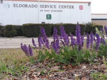 Building Pic with Flowers